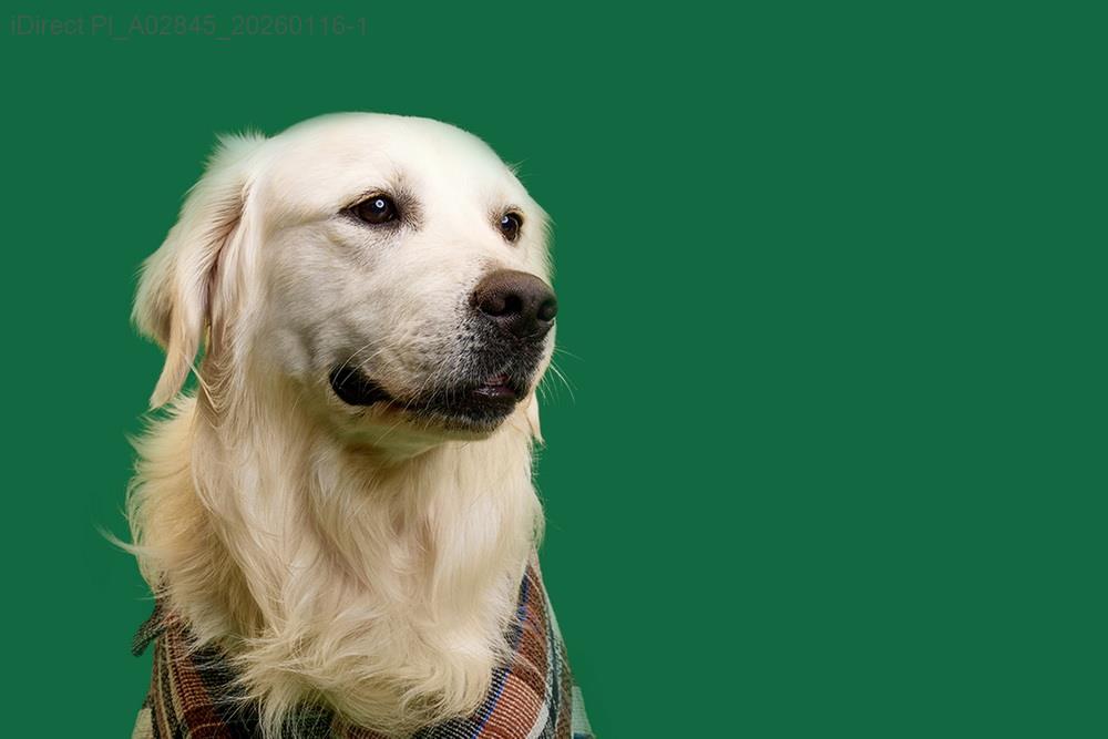 這隻新毛孩，你真的瞭解牠嗎？揭秘新手主人常見的五大誤區示意圖